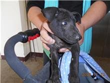 Photo of No. CAAAG1091112018, Adult · Male · Medium · Mixed breed