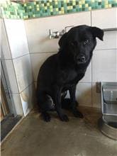 Photo of No. 1091021D01, Adult · Male · Medium · Mixed breed