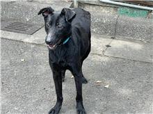 Photo of No. 107073001, Young · Male · Small · Mixed breed