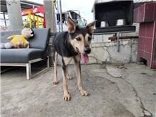 Photo of No. HAAAG1051029115, Adult · Male · Medium · Mixed breed