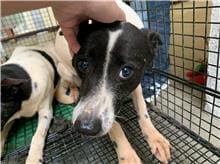 Photo of No. CAAAG1100128005, Female · Medium · Mixed breed