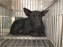 Photo of No. CAAAG1060515006, Adult · Female · Medium · Mixed breed
