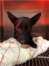 Black adult male mixed-breed dog, Small, shelter no. …5001