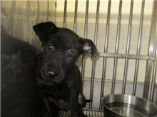 Photo of No. CAAAG1080103006, Young · Female · Small · Mixed breed