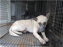 Photo of No. CAAAG1060407009, Female · Medium · Mixed breed