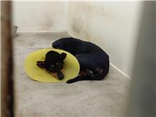 Photo of No. 111092701, Adult · Female · Medium · Mixed breed