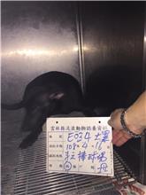 Photo of No. 108-E034D, Female · Large · Mixed breed