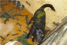 Photo of No. CAAAG1060221021, Male · Medium · Mixed breed