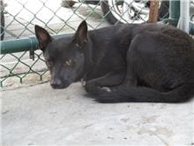 Black adult male mixed-breed dog, Medium, shelter no. …4604