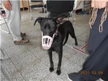 Black male mixed-breed dog, Medium, shelter no. …9025