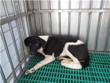 Photo of No. HAAAG1060713131, Adult · Female · Medium · Mixed breed