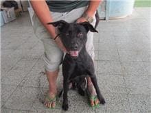 Photo of No. CAAAG1090319011, Adult · Male · Medium · Mixed breed
