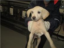 Photo of No. CAAAG1101221013, Adult · Male · Medium · Mixed breed