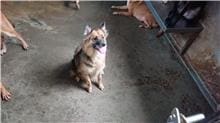 Photo of No. AAAHG1101001003, Adult · Female · Medium · Mixed breed
