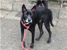 Photo of No. 109061102, Adult · Male · Medium · Mixed breed