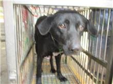 Photo of No. CAAAG1060216016, Adult · Male · Medium · Mixed breed