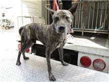 Photo of No. HAAAG1060721187, Adult · Male · Medium · Mixed breed