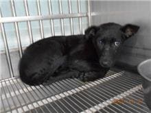 Photo of No. CAAAG1091127001, Adult · Female · Medium · Mixed breed