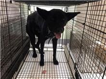 Photo of No. 1110913D01, Adult · Male · Large · Mixed breed