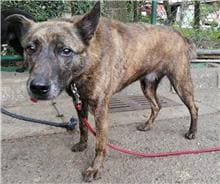 Photo of No. 106010201, Young · Male · Small · Mixed breed