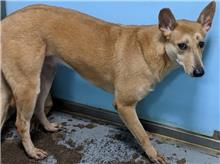 Photo of No. 108041103, Adult · Female · Medium · Mixed breed