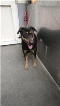 Photo of No. AAAHG1101124003, Adult · Female · Medium · Mixed breed