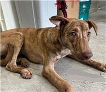 Photo of No. 111102209, Young · Female · Medium · Mixed breed