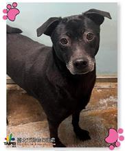 Photo of No. 107072310, Adult · Male · Medium · Mixed breed