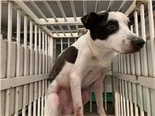 Photo of No. CAAAG1110304017, Adult · Male · Medium · Mixed breed