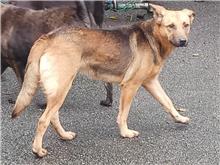 Photo of No. 107033106, Adult · Female · Medium · Mixed breed