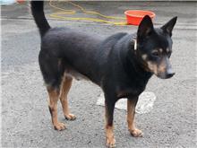 Photo of No. 107082002, Adult · Male · Medium · Mixed breed