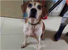 Brown-and-white adult male mixed-breed dog, Medium, shelter no. …1002