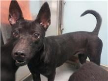 Photo of No. 107090302, Adult · Female · Medium · Mixed breed