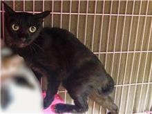 Black adult female mixed-breed cat, Medium, shelter no. …0106