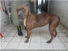 Photo of No. HAAAG1110309501, Adult · Female · Medium · American Pit Bull Terrier