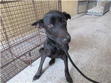 Photo of No. RAAAG1100410005, Adult · Male · Medium · Mixed breed