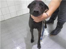 Photo of No. CAAAG1071030006, Adult · Male · Medium · Mixed breed