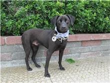 Black adult male mixed-breed dog, Medium, shelter no. …0095