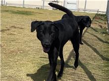 Photo of No. RAAAG1080614006, Adult · Male · Small · Mixed breed