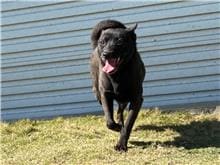Black adult female mixed-breed dog, Medium, shelter no. …1001