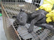Photo of No. CAAAG1071227014, Adult · Male · Small · Mixed breed