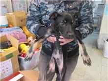 Photo of No. CAAAG1070206003, Adult · Male · Small · Mixed breed