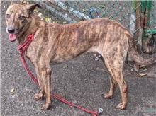 Photo of No. 105071409, Adult · Female · Medium · Mixed breed