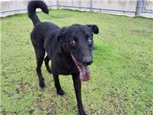 Photo of No. RAAAG1050809001, Adult · Male · Small · Mixed breed