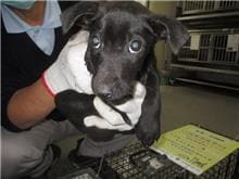 Photo of No. CAAAG1101228011, Young · Male · Small · Mixed breed