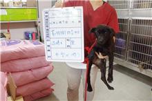 Photo of No. 106-S017D, Female · Large · Mixed breed