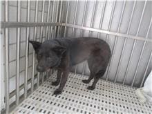 Photo of No. HAAAG1100426508, Adult · Female · Medium · Mixed breed