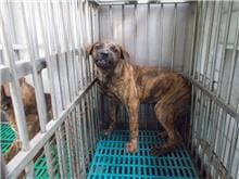 Photo of No. HAAAG1060717679, Adult · Female · Medium · Mixed breed