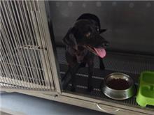 Black adult female mixed-breed dog, Medium, shelter no. …8D07