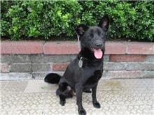 Photo of No. HAAAG1050624024, Adult · Female · Medium · Mixed breed
